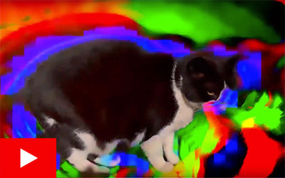 Psychedelic Feral Cats Rock Out in The Courtroom of Kittydom