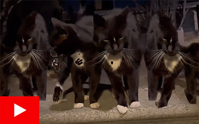 Tuxedo Cats Multiply at Night Like Psychedelic Feral Freaks